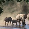 Elephants
