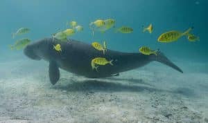 Dugong & pilot fish