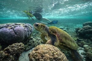 Snorkelling with turtles on board Shore Thing