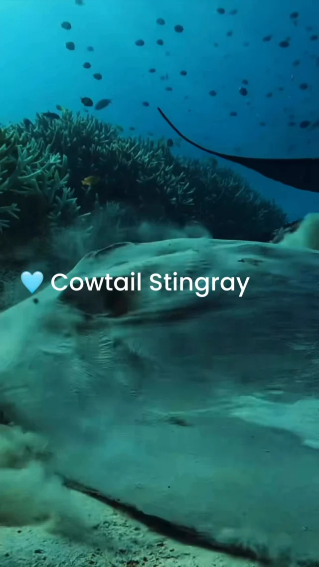 โTwo animal faves spotted on a recent Sail Ningaloo trip โ cowtail stingray & Albert the loggerhead turtle ๐ขโจ Ready to dive in?โ#SailNingaloo #NingalooReef #MarineLifeMagic #TurtleLove #OceanVibes #AustraliaAdventure #UnderwaterWonder