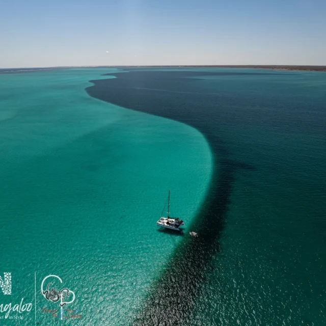 Paradise found ๐ฆโต๏ธ
From a recent trip: soaring over Stanley Pools and sailing aboard Shore Thing โ where the waterโs bluer, the vibes are smoother, and every view is a postcard.
Dreaming of crystal-clear lagoons and salty sunsets?
Send us a message to book your own Ningaloo adventure โ your slice of paradise awaits ๐
#SailNingaloo #StanleyPools #DroneViews #shorethingvibes