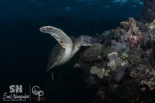 Just cruisinโ with the locals ๐ข๐ฆ
Our guests had front-row seats to swim alongside green sea turtles โ calm, curious, and totally unforgettable.
๐ข Fun fact: Green sea turtles can hold their breath for up to 5 hours and dive as deep as 300 feet when resting!
Ready to meet them in the wild?
Send us a message to book your Sail Ningaloo adventure โ the turtles are waiting ๐ข๐
#SailNingaloo #GreenSeaTurtles #NingalooReefMagic #SwimWithTurtles