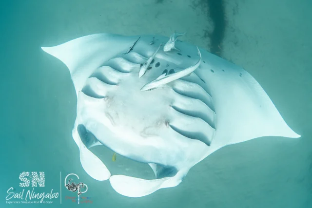 Barrel Rolling with mantas = bucket list level unlocked! ๐๐
These graceful giants aren't just beautiful - they're brilliant too:
โจ Mantas have the largest brain-to-body ratio of any fish.
โจ Each one has a unique spot pattern, like a fingerprint!
Ready to dive into magic?
๐Send us a message to book with us now! ๐
#ningalooreef #australiascoralcoast #liveaboardlife #westernaustralia #tourism #ningaloo #exmouth #sailing #coralbay #travel #liveaboard #sailningaloo #mantarays