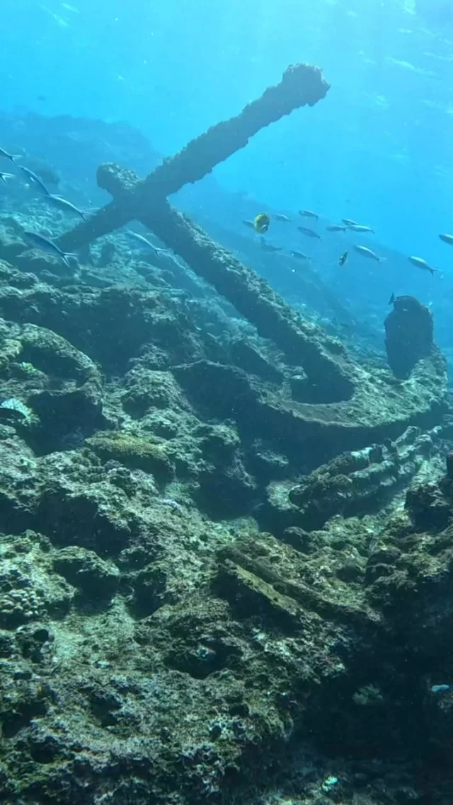 POV, youโre having your own mermaid moment free diving a shipwreck on one of our tours โ๏ธโจ We dive multiple shipwrecks within our tours that are a historic part of the ningaloo and now provide a place for ocean animals in the ecosystem ๐ซถ๐ #sailing #sailningaloo #freediving #ocean #westernaus #snorkelling #scubadiving #diving #marinelife #ouroceans #davidattenborough#australia #fyp
