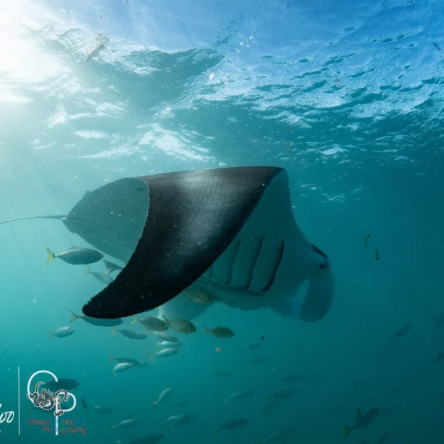 Manta madness, Sail Ningaloo style ๐ฅ๏ธ๐๐
Multiple mantas put on an absolute show for usโbarrel rolling, gliding, and cruising right by the boat like they owned the reef (whichโฆ they kind of do ๐๐).
Just another day on the Ningaloo Reef with Sail Ningalooโwhere the wildlife is wild, the waterโs crystal clear, and the memories are next-level. โจ
๐ฉ Message us to book your spot! Manta season is ON and you donโt want to miss it ๐ ๐
#SailNingaloo #MantaMadness #LiveaboardDreams #NingalooReef #EcoTourWA #UnderwaterEncounters #OceanRoyals #WildAustralia #sailningaloo #liveaboard #travel #coralbay #exmouth #ningaloo #sailing #australia #tourism #westernaustralia #liveaboardlife