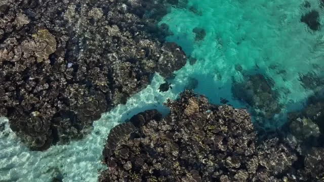 Winding through natureโs underwater labyrinth ๐ ๐ชธ
Our guided snorkel at The Maze in Coral Bay, WA was pure magic aboard Shore Thing. Towering coral bommies, schools of reef fish, and a surprise swim-by from a green sea turtle made this an experience we wonโt forget.
๐ฟ Did you know?
๐ชธ Coral is actually aliveโmade up of tiny animals called polyps that build calcium carbonate skeletons.
๐ชธ Some corals glow in the dark (a process called biofluorescence) to protect themselves from UV rays!
๐ข And those graceful green sea turtles?
๐ They can hold their breath for up to 5 hours while resting.
๐ Their name comes from the green fat under their shell, not their color!
Whether youโre a first-time snorkeller or seasoned ocean lover, this spot is a must.
๐ Ready to explore The Maze for yourself? Book your Sail Ningaloo tour now and dive into the wild!
#SailNingaloo #CoralBayWA #TheMaze #GreenSeaTurtle #CoralReefFacts #UnderwaterAdventure #EcoTourism #AustraliaSnorkelling #WAGetaways #ReefMagic